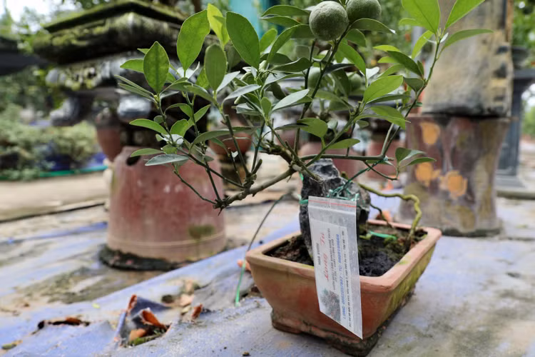 Quất cảnh Tứ Liên náo nức một mùa bội thu - Hình 10 Quat canh Tu Lien nao nuc mot mua boi thu-Hinh-10