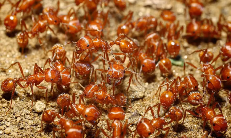 9 loài vật nhỏ nhưng có võ, săn mồi đáng gờm nhất hành tinh - Hình 2 9 loai vat nho nhung co vo, san moi dang gom nhat hanh tinh-Hinh-2