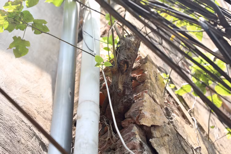 Can canh khu tap the cu o Ha Noi xuong cap, cay moc tren tuong-Hinh-7