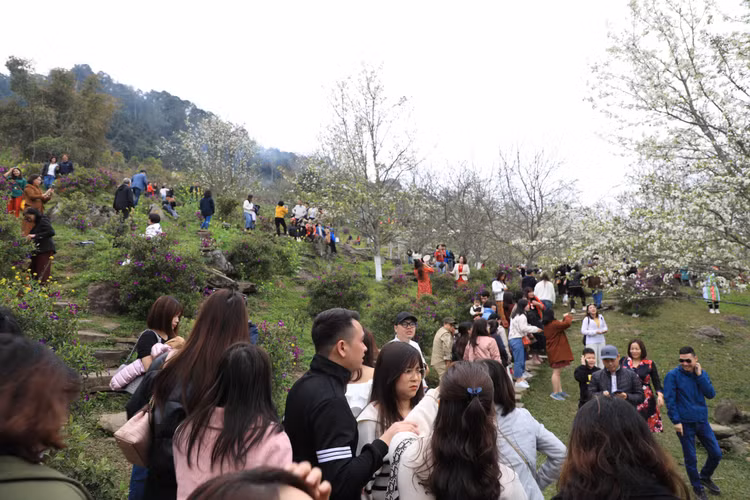 Hang nghin nguoi no nuc check-in tuyen duong hoa le dai nhat Viet Nam-Hinh-8