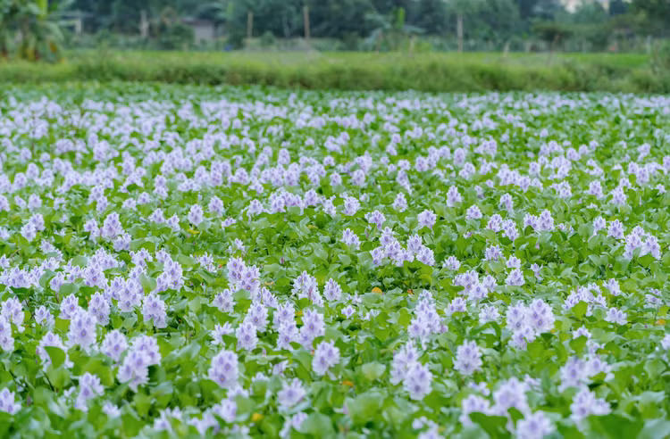Ngam hoa luc binh no tim moi mien que-Hinh-2