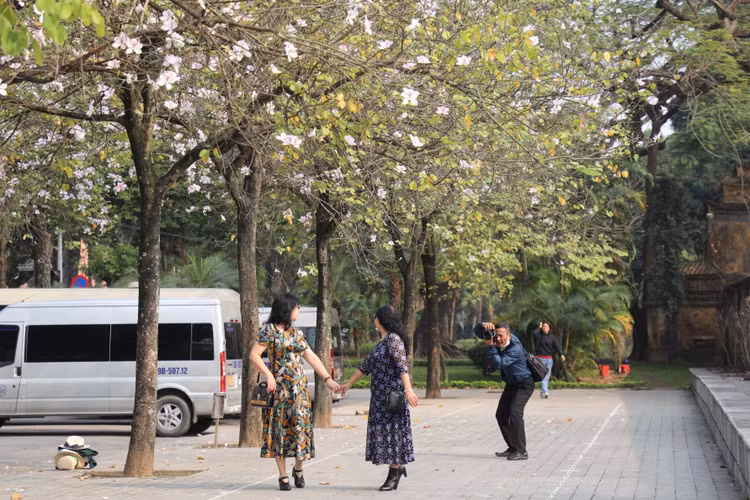 Hoa ban no ro, giua long Thu do ma ngo nhu rung Tay Bac-Hinh-2