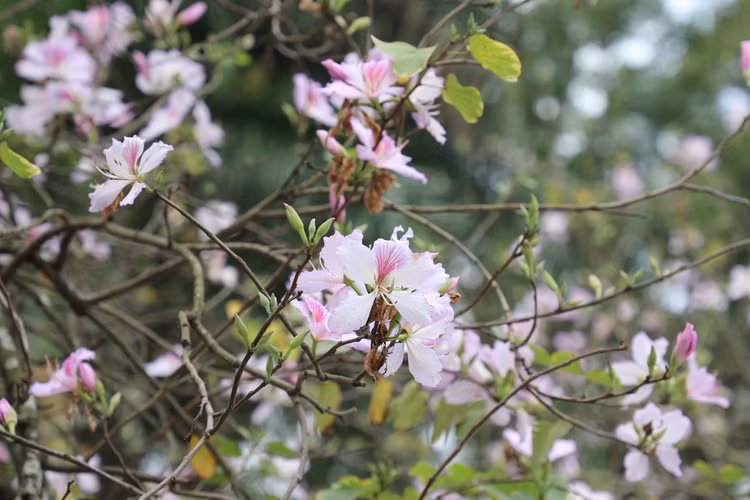 Hoa ban no ro, giua long Thu do ma ngo nhu rung Tay Bac-Hinh-7