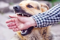 Phòng bệnh dại từ thói quen nuôi chó mèo đúng cách