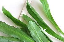 Bất ngờ lợi ích sức khỏe từ lá mùi tàu