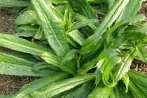 Bất ngờ lợi ích sức khỏe từ lá mùi tàu