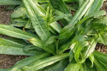 Bất ngờ lợi ích sức khỏe từ lá mùi tàu