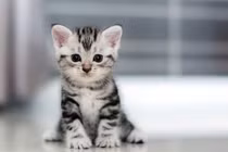 Những bệnh có thể lây từ chó, mèo, chim cảnh