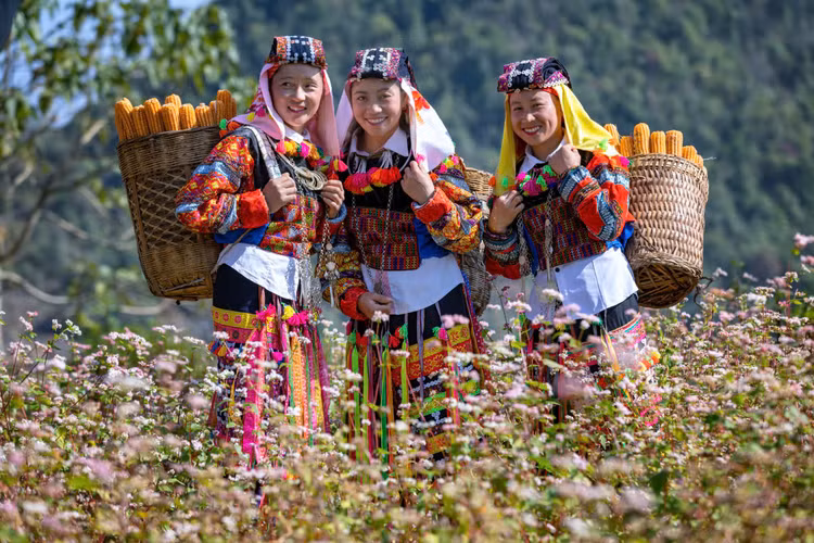Những cô gái dân tộc Lô Lô xúng xính váy áo thổ cẩm giữa rừng hoa trùng điệp. Ảnh: Sở VHTTDL Hà Giang. Những cô gái dân tộc Lô Lô xúng xính váy áo thổ cẩm giữa rừng hoa trùng điệp. Ảnh: Sở VHTTDL Hà Giang.