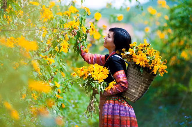 Những đóa dã quỳ nhỏ bé tạo nên sức hấp dẫn lạ kỳ cho vùng đất Mộc Châu. Ảnh: Thảo Nguyên Resort.