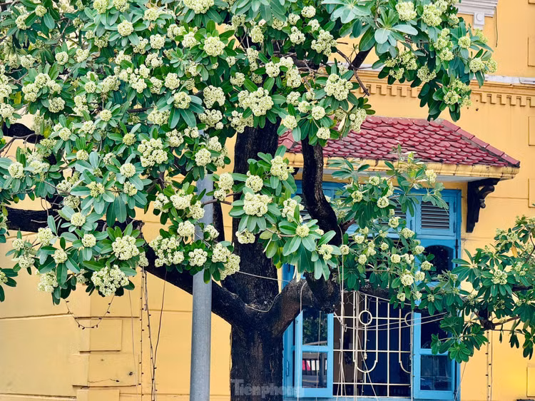 Hoa sua nong nan trong huong Thu Ha Noi-Hinh-13