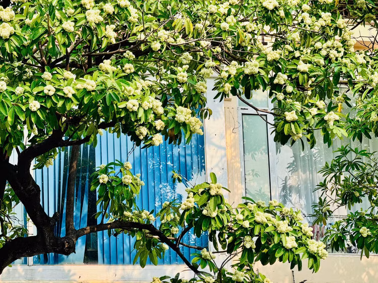 Hoa sua nong nan trong huong Thu Ha Noi-Hinh-14