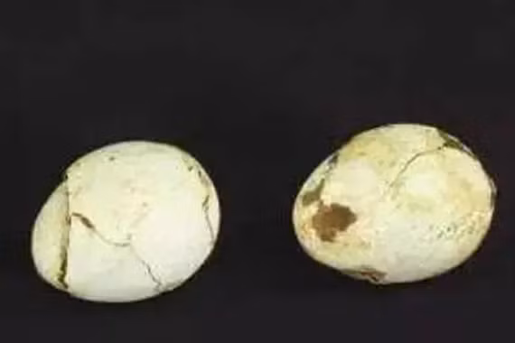 Không thể tin nổi, trứng 2.000 năm tuổi vỡ ra vẫn thấy lòng đỏ