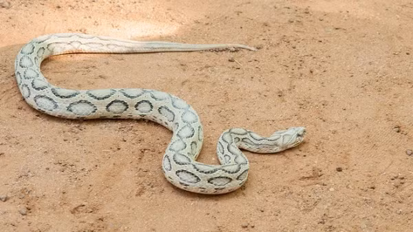 Top 7 loài rắn độc nhất hành tinh, số 2 có nhiều ở Việt Nam - Hình 8 Top 7 loai ran doc nhat hanh tinh, so 2 co nhieu o Viet Nam-Hinh-8