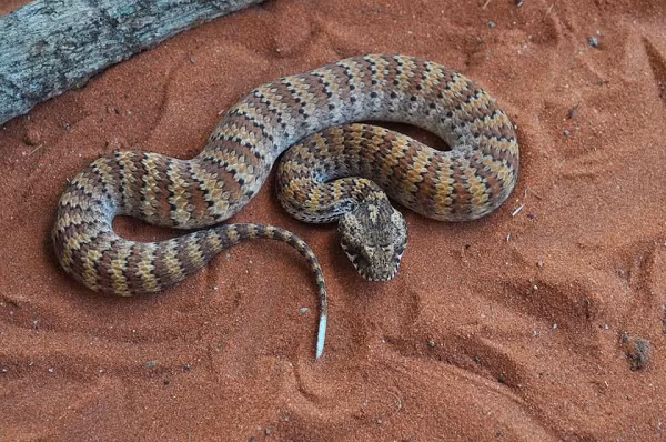 Top 7 loài rắn độc nhất hành tinh, số 2 có nhiều ở Việt Nam - Hình 9 Top 7 loai ran doc nhat hanh tinh, so 2 co nhieu o Viet Nam-Hinh-9