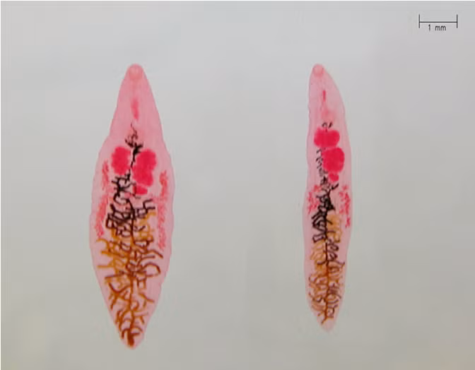 5. Sán lá Dicrocoelium điều khiển kiến leo lên ngọn cỏ. Khi ký sinh vào kiến, sán lá buộc vật chủ bám vào ngọn cỏ vào ban đêm, tăng khả năng bị động vật ăn cỏ nuốt phải, giúp sán tiếp tục vòng đời trong cơ thể động vật có vú. Ảnh: researchgate.net.