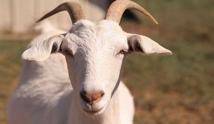 3 tuoi dai phat sau Giao Thua At Ty, tien un un keo den-Hinh-3