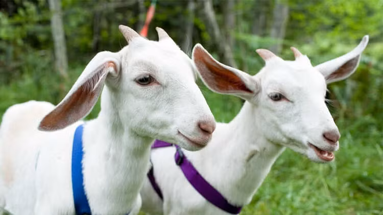 3 tháng cuối 2024: 3 tuổi là nam châm ‘hút tiền’, giàu banh nóc - Hình 4 3 thang cuoi 2024: 3 tuoi la nam cham ‘hut tien’, giau banh noc-Hinh-4