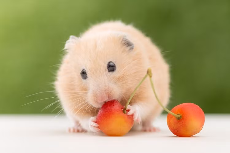 Từ 15-31/10: 3 tuổi may mắn tột bậc, lộc phủ đầy nhà - Hình 6 Tu 15-31/10: 3 tuoi may man tot bac, loc phu day nha-Hinh-6