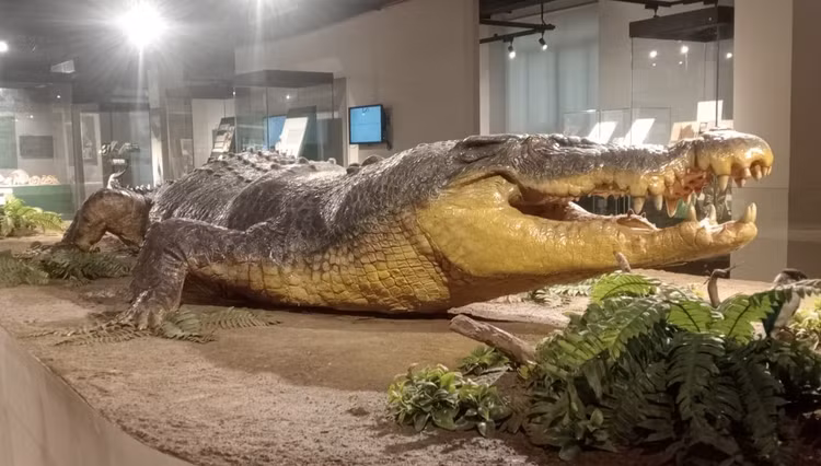 Loai ca sau lon nhat the gioi, nghien nat con moi bang mot cu can-Hinh-5