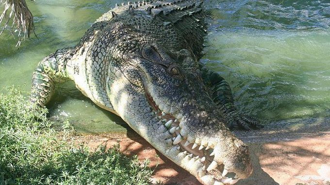 Loai ca sau lon nhat the gioi, nghien nat con moi bang mot cu can-Hinh-7