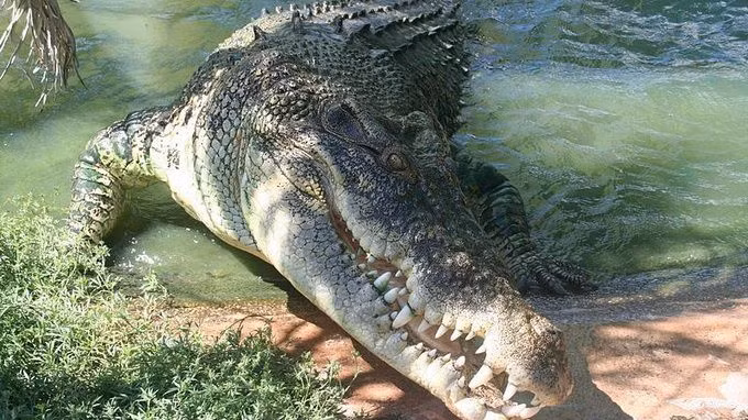 Loai ca sau lon nhat the gioi, nghien nat con moi bang mot cu can-Hinh-7