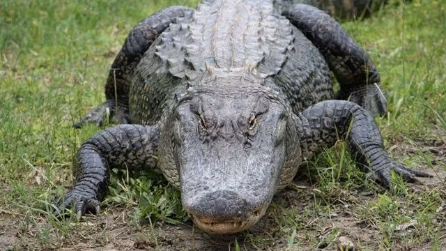 Loai ca sau lon nhat the gioi, nghien nat con moi bang mot cu can-Hinh-13