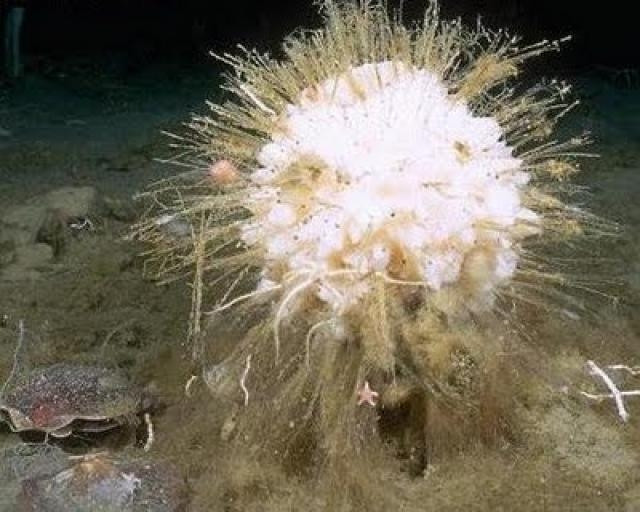 Kinh ngac nhung loai dong vat song dai, tuoi tho ngang troi dat-Hinh-13