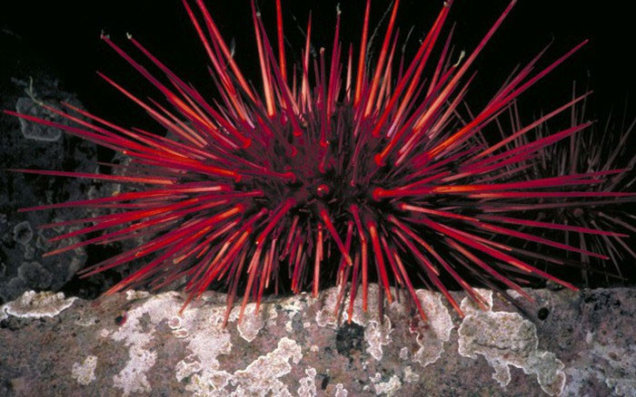 Kinh ngac nhung loai dong vat song dai, tuoi tho ngang troi dat-Hinh-7