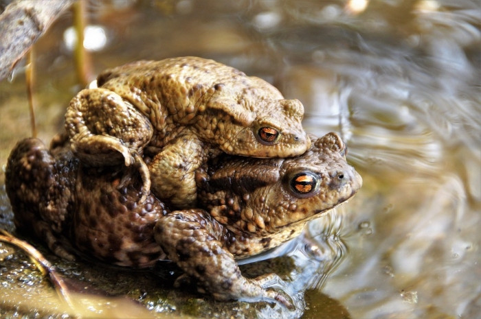 Tuyet chieu gia chet tron ban tinh co mot khong hai cua loai ech-Hinh-4