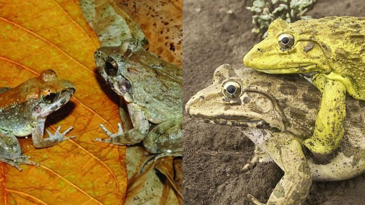 Tuyet chieu gia chet tron ban tinh co mot khong hai cua loai ech-Hinh-2