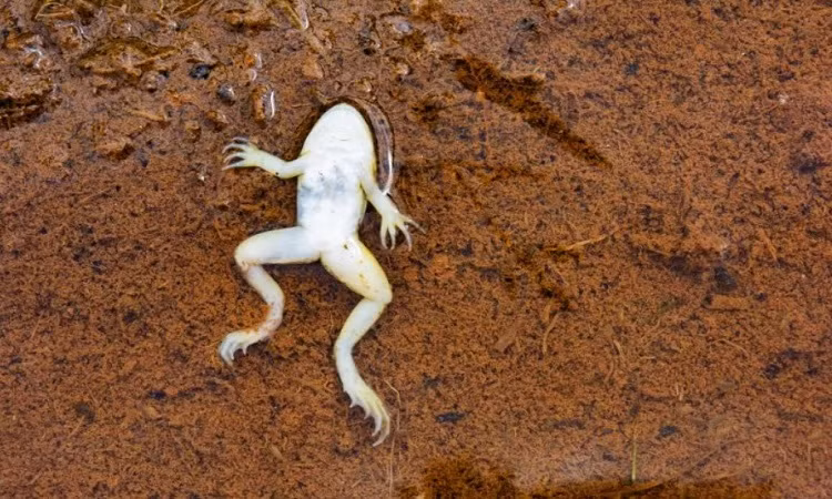 Tuyet chieu gia chet tron ban tinh co mot khong hai cua loai ech-Hinh-5