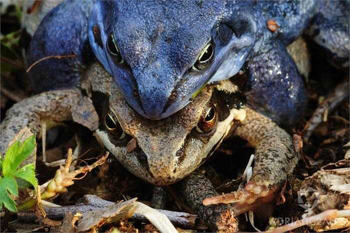 Tuyet chieu gia chet tron ban tinh co mot khong hai cua loai ech-Hinh-8