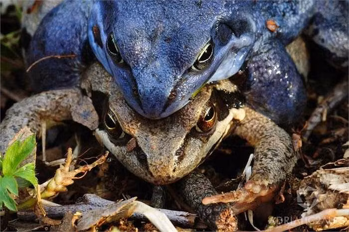 Tuyet chieu gia chet tron ban tinh co mot khong hai cua loai ech-Hinh-8