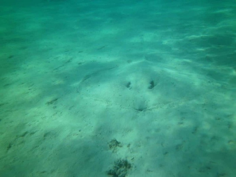 Top dong vat co tai nguy trang dinh cao, mat thuong khong the phat hien-Hinh-12