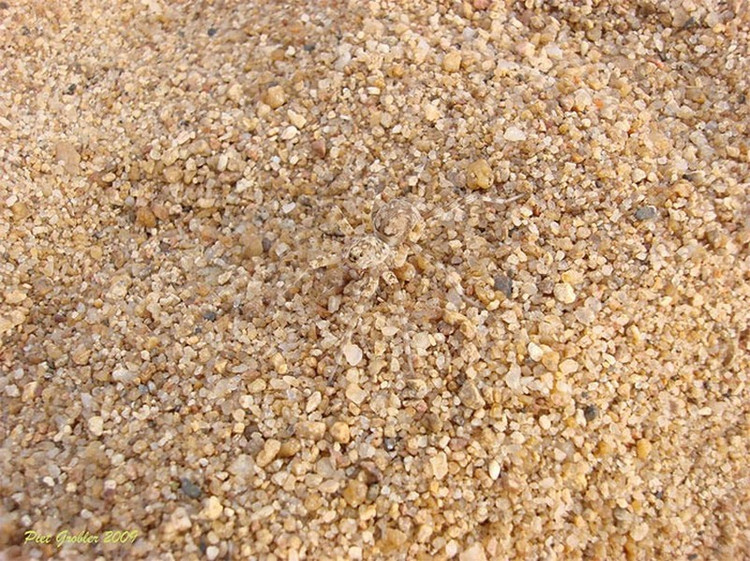 Top dong vat co tai nguy trang dinh cao, mat thuong khong the phat hien-Hinh-6