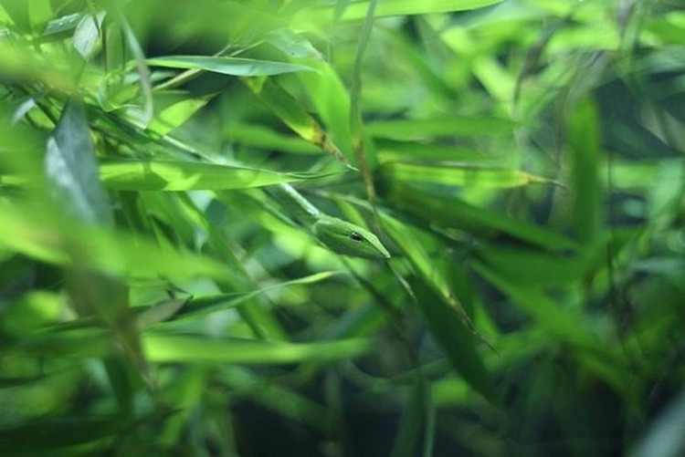 Top dong vat co tai nguy trang dinh cao, mat thuong khong the phat hien-Hinh-7