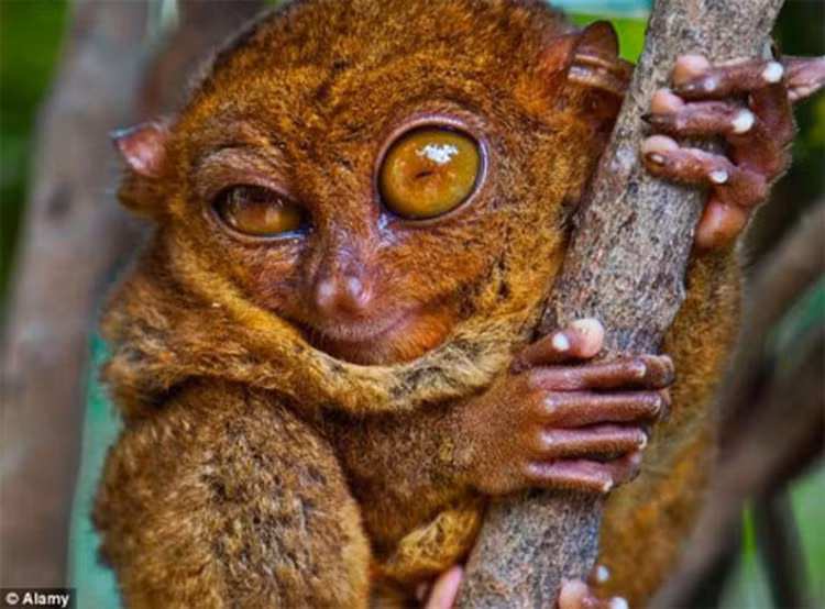 Can canh loai khi lun 