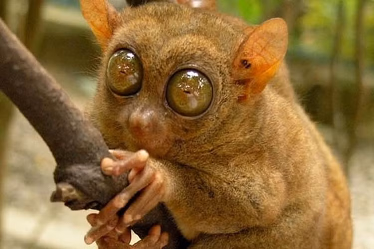 Can canh loai khi lun 