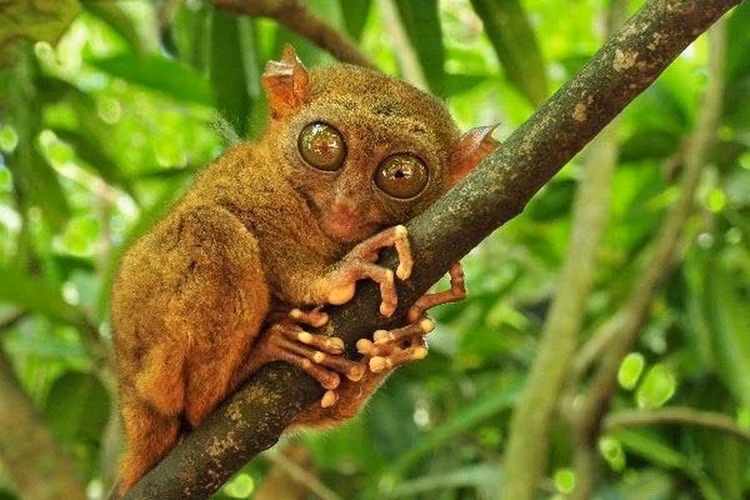 Can canh loai khi lun 