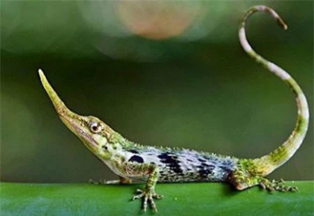 Top dong vat ngo tuyet chung bong “hoi sinh” ky dieu, co loai o VN-Hinh-4