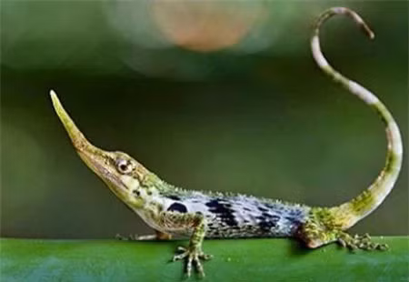 Top dong vat ngo tuyet chung bong “hoi sinh” ky dieu, co loai o VN-Hinh-4