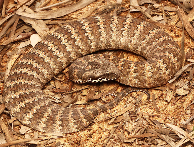 10 loai ran hiem doc nhat the gian, co con la 