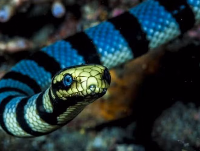 10 loai ran hiem doc nhat the gian, co con la 