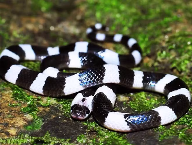 10 loai ran hiem doc nhat the gian, co con la 