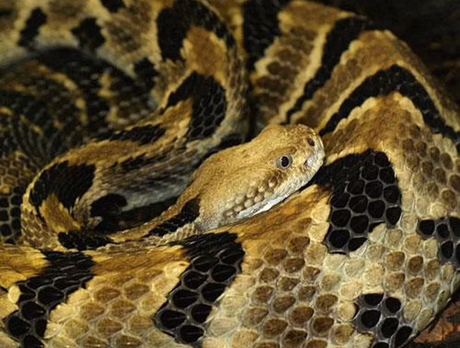 10 loai ran hiem doc nhat the gian, co con la 