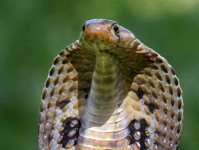 10 loai ran hiem doc nhat the gian, co con la 