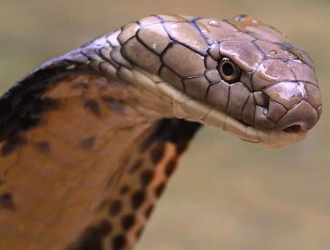 10 loai ran hiem doc nhat the gian, co con la 