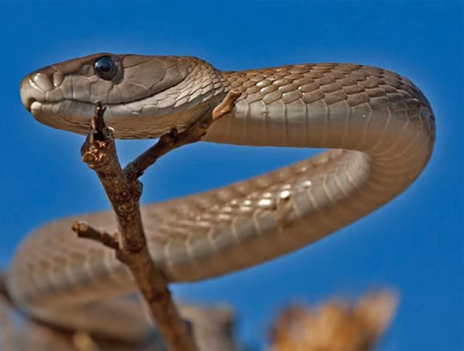 10 loai ran hiem doc nhat the gian, co con la 