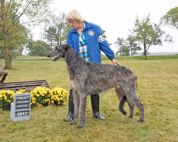 Top 5 giong cho khong lo nhat Trai dat, con nguoi phai kieng ne-Hinh-13